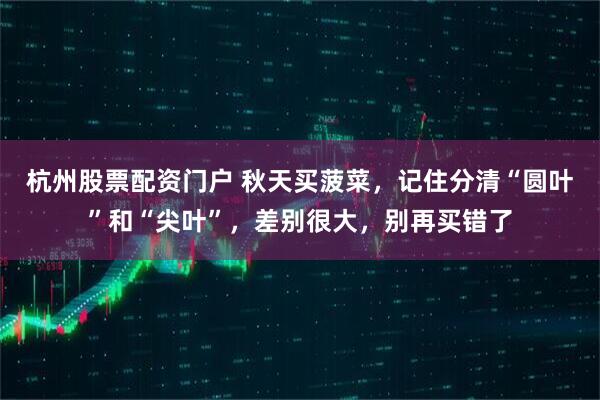 杭州股票配资门户 秋天买菠菜，记住分清“圆叶”和“尖叶”，差别很大，别再买错了